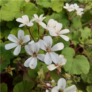 Pelargonium Australe Tasmanian Form